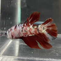 the-fish-farm Premium Male Betta Nemo White Fancy Plakat Betta Male - One Only - 4 Buy this Nemo White Plakat Male Betta - One Only in Australia