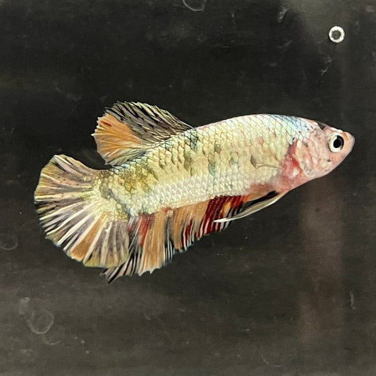 the-fish-farm Premium Male Betta Nemo White Fancy Plakat Betta Male - One Only - 5 Buy this Nemo White Plakat Male Betta - One Only in Australia