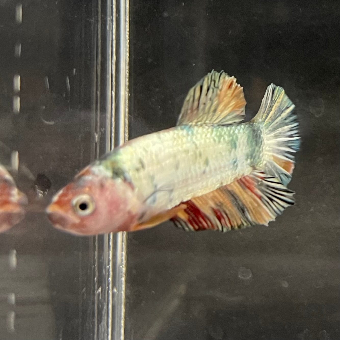 the-fish-farm Premium Male Betta Nemo White Fancy Plakat Betta Male - One Only - 5 Buy this Nemo White Plakat Male Betta - One Only in Australia