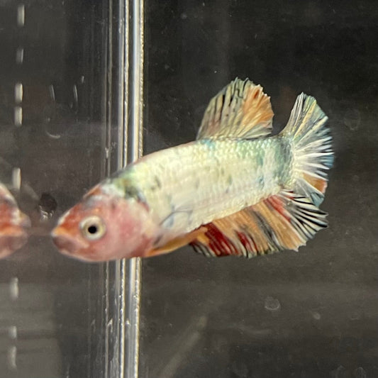 the-fish-farm Premium Male Betta Nemo White Fancy Plakat Betta Male - One Only - 5 Buy this Nemo White Plakat Male Betta - One Only in Australia