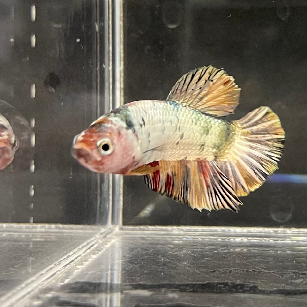 the-fish-farm Premium Male Betta Nemo White Fancy Plakat Betta Male - One Only - 5 Buy this Nemo White Plakat Male Betta - One Only in Australia