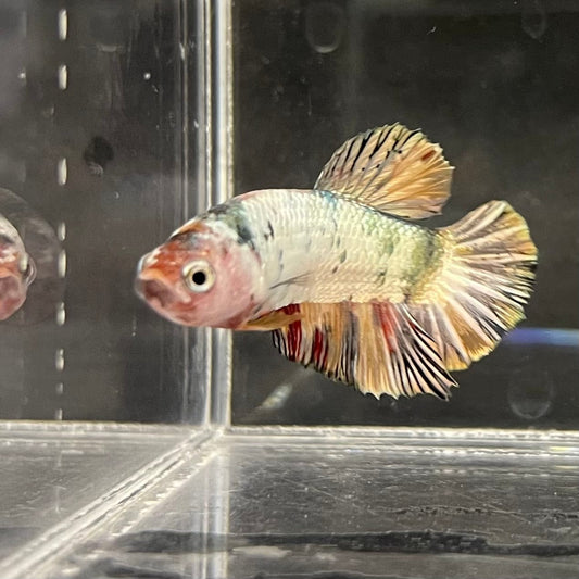the-fish-farm Premium Male Betta Nemo White Fancy Plakat Betta Male - One Only - 5 Buy this Nemo White Plakat Male Betta - One Only in Australia