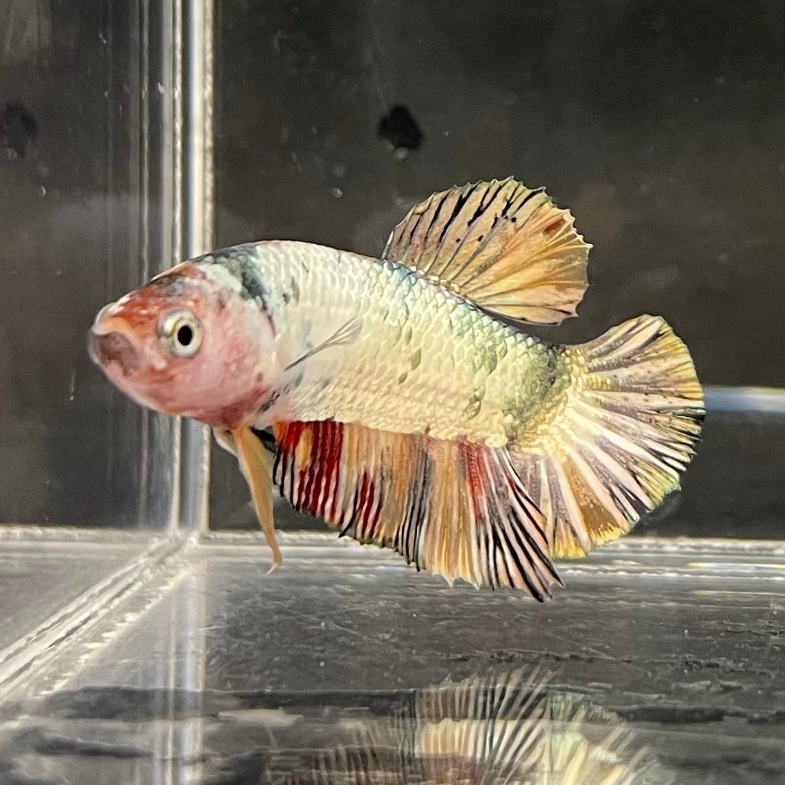 the-fish-farm Premium Male Betta Nemo White Fancy Plakat Betta Male - One Only - 5 Buy this Nemo White Plakat Male Betta - One Only in Australia