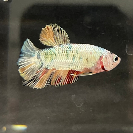 the-fish-farm Premium Male Betta Nemo White Fancy Plakat Betta Male - One Only - 5 Buy this Nemo White Plakat Male Betta - One Only in Australia
