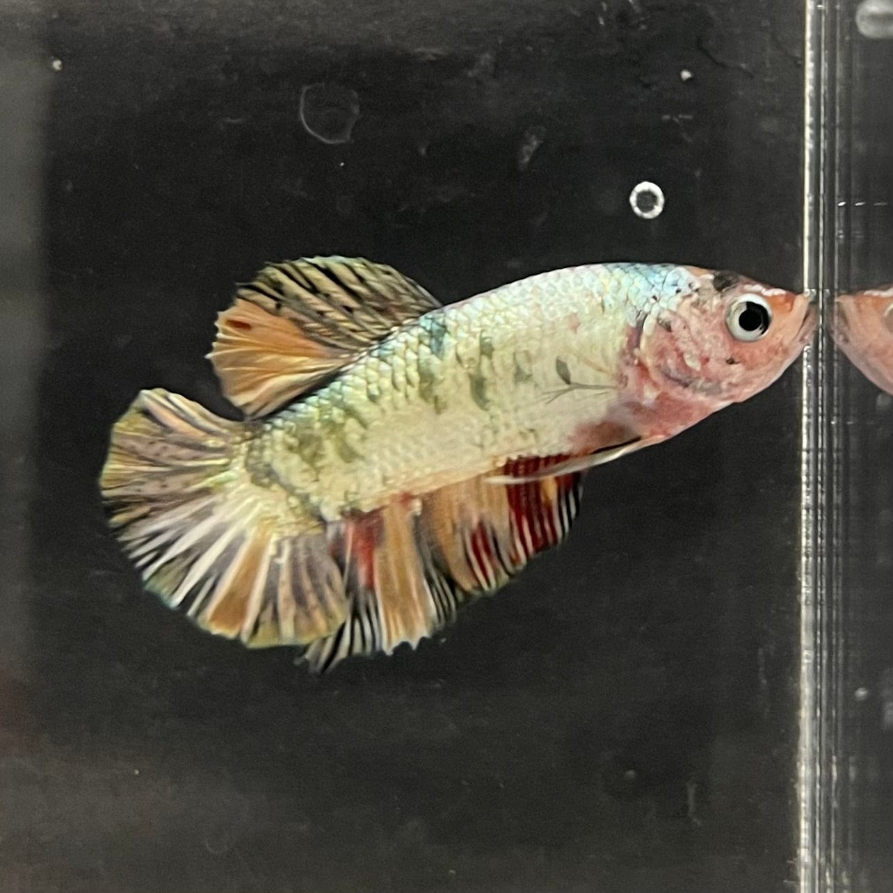 the-fish-farm Premium Male Betta Nemo White Fancy Plakat Betta Male - One Only - 5 Buy this Nemo White Plakat Male Betta - One Only in Australia