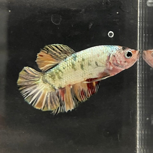 the-fish-farm Premium Male Betta Nemo White Fancy Plakat Betta Male - One Only - 5 Buy this Nemo White Plakat Male Betta - One Only in Australia