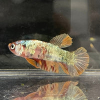 the-fish-farm Premium Male Betta Nemo White Fancy Plakat Betta Male - One Only - 5 Buy this Nemo White Plakat Male Betta - One Only in Australia