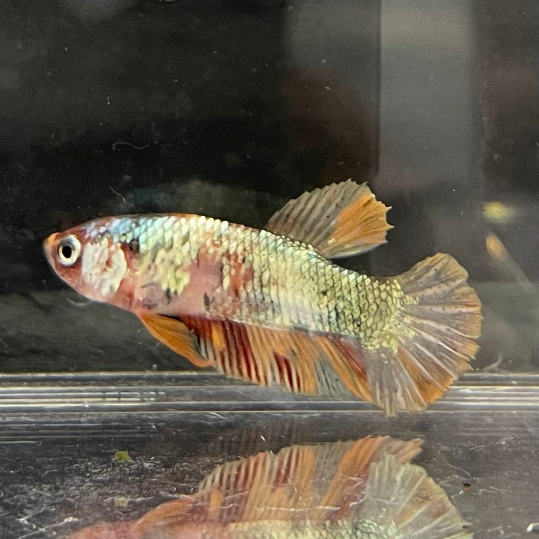 the-fish-farm Premium Male Betta Nemo White Fancy Plakat Betta Male - One Only - 5 Buy this Nemo White Plakat Male Betta - One Only in Australia