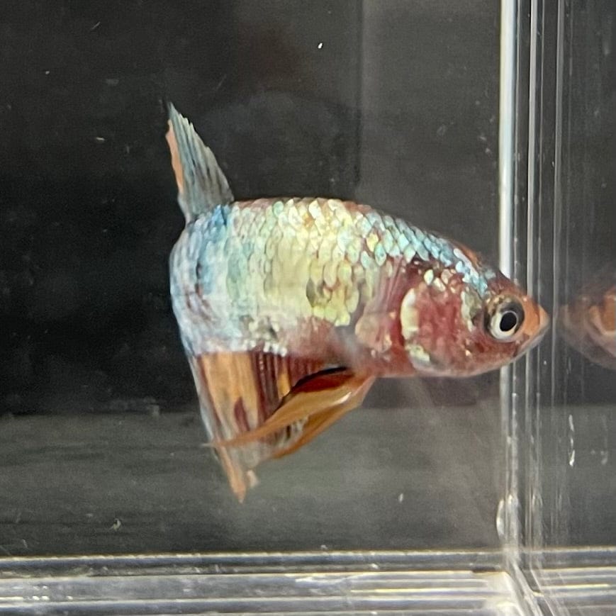 the-fish-farm Premium Male Betta Nemo White Fancy Plakat Betta Male - One Only - 5 Buy this Nemo White Plakat Male Betta - One Only in Australia