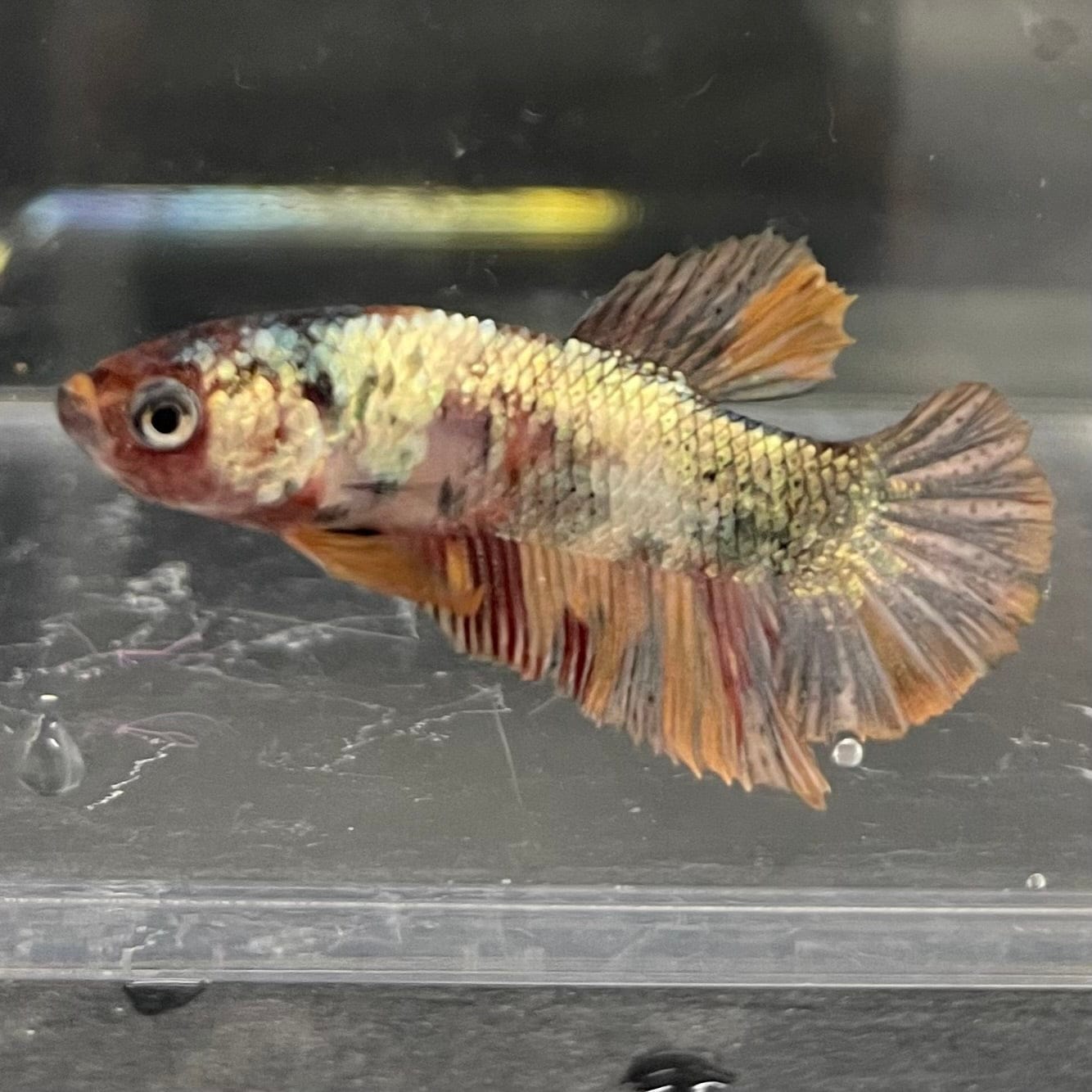 the-fish-farm Premium Male Betta Nemo White Fancy Plakat Betta Male - One Only - 5 Buy this Nemo White Plakat Male Betta - One Only in Australia