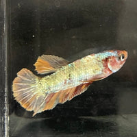 the-fish-farm Premium Male Betta Nemo White Fancy Plakat Betta Male - One Only - 5 Buy this Nemo White Plakat Male Betta - One Only in Australia