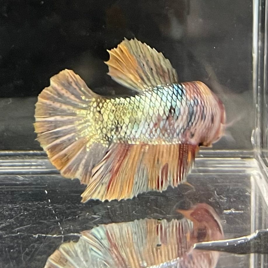 the-fish-farm Premium Male Betta Nemo White Fancy Plakat Betta Male - One Only - 5 Buy this Nemo White Plakat Male Betta - One Only in Australia