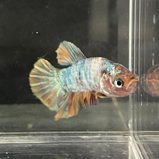 the-fish-farm Premium Male Betta Nemo White Fancy Plakat Betta Male - One Only - 5 Buy this Nemo White Plakat Male Betta - One Only in Australia