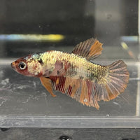 the-fish-farm Premium Male Betta Nemo White Fancy Plakat Betta Male - One Only - 5 Buy this Nemo White Plakat Male Betta - One Only in Australia