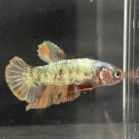 the-fish-farm Premium Male Betta Nemo White Fancy Plakat Betta Male - One Only - 5 Buy this Nemo White Plakat Male Betta - One Only in Australia