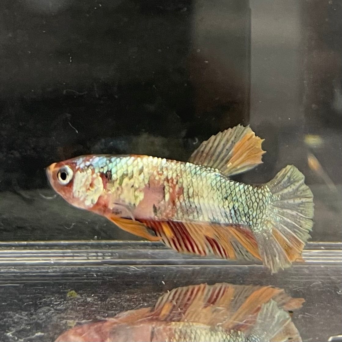 the-fish-farm Premium Male Betta Nemo White Fancy Plakat Betta Male - One Only - 5 Buy this Nemo White Plakat Male Betta - One Only in Australia