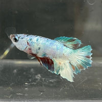 the-fish-farm Premium Male Betta Nemo White Fancy Plakat Betta Male - One Only - 7 Buy this Nemo White Plakat Male Betta - One Only in Australia
