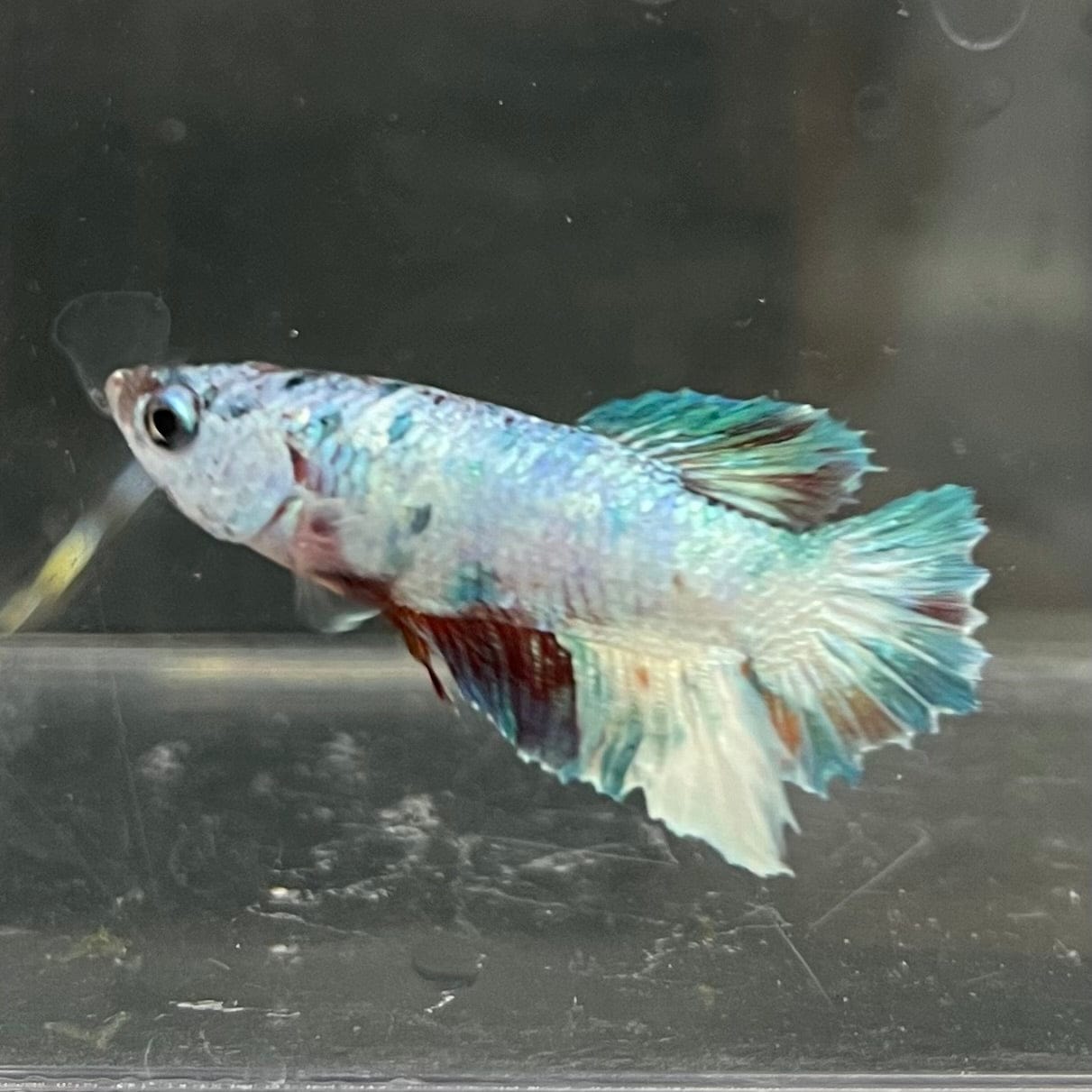 the-fish-farm Premium Male Betta Nemo White Fancy Plakat Betta Male - One Only - 7 Buy this Nemo White Plakat Male Betta - One Only in Australia