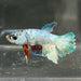 the-fish-farm Premium Male Betta Nemo White Fancy Plakat Betta Male - One Only - 7 Buy this Nemo White Plakat Male Betta - One Only in Australia