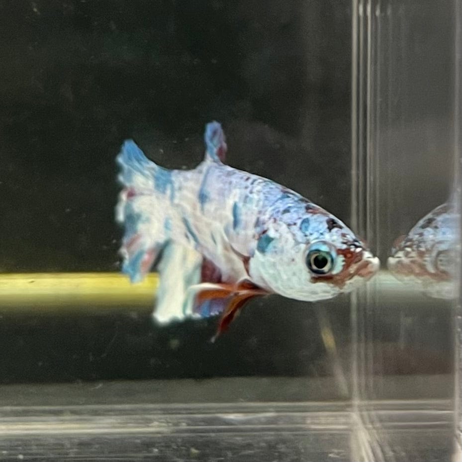 the-fish-farm Premium Male Betta Nemo White Fancy Plakat Betta Male - One Only - 7 Buy this Nemo White Plakat Male Betta - One Only in Australia