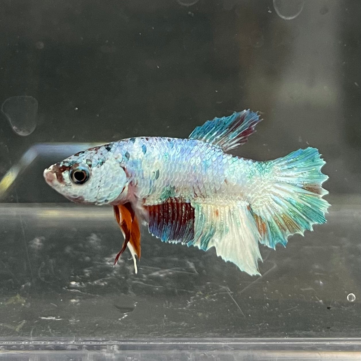 the-fish-farm Premium Male Betta Nemo White Fancy Plakat Betta Male - One Only - 7 Buy this Nemo White Plakat Male Betta - One Only in Australia