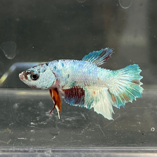 the-fish-farm Premium Male Betta Nemo White Fancy Plakat Betta Male - One Only - 7 Buy this Nemo White Plakat Male Betta - One Only in Australia