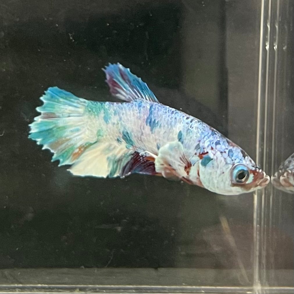 the-fish-farm Premium Male Betta Nemo White Fancy Plakat Betta Male - One Only - 7 Buy this Nemo White Plakat Male Betta - One Only in Australia