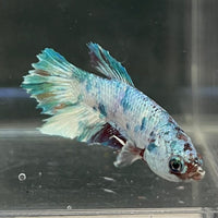 the-fish-farm Premium Male Betta Nemo White Fancy Plakat Betta Male - One Only - 7 Buy this Nemo White Plakat Male Betta - One Only in Australia