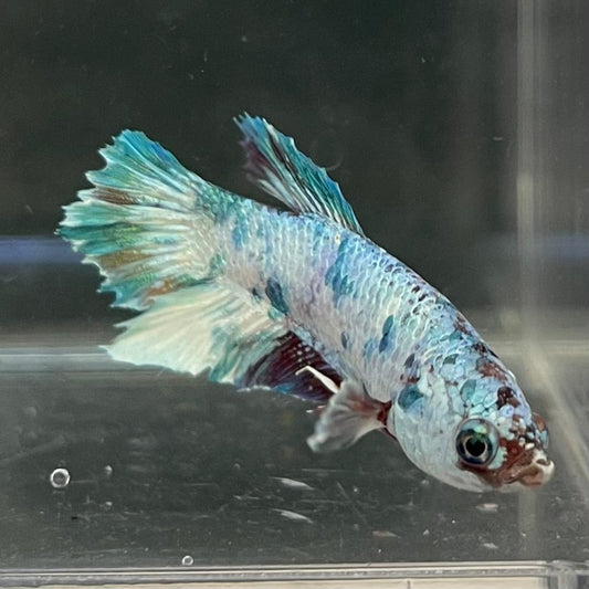 the-fish-farm Premium Male Betta Nemo White Fancy Plakat Betta Male - One Only - 7 Buy this Nemo White Plakat Male Betta - One Only in Australia
