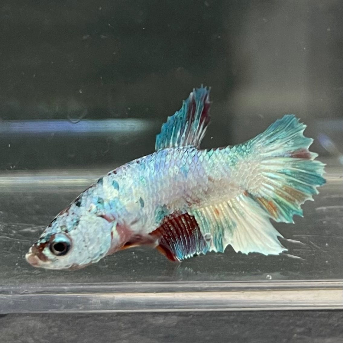 the-fish-farm Premium Male Betta Nemo White Fancy Plakat Betta Male - One Only - 7 Buy this Nemo White Plakat Male Betta - One Only in Australia