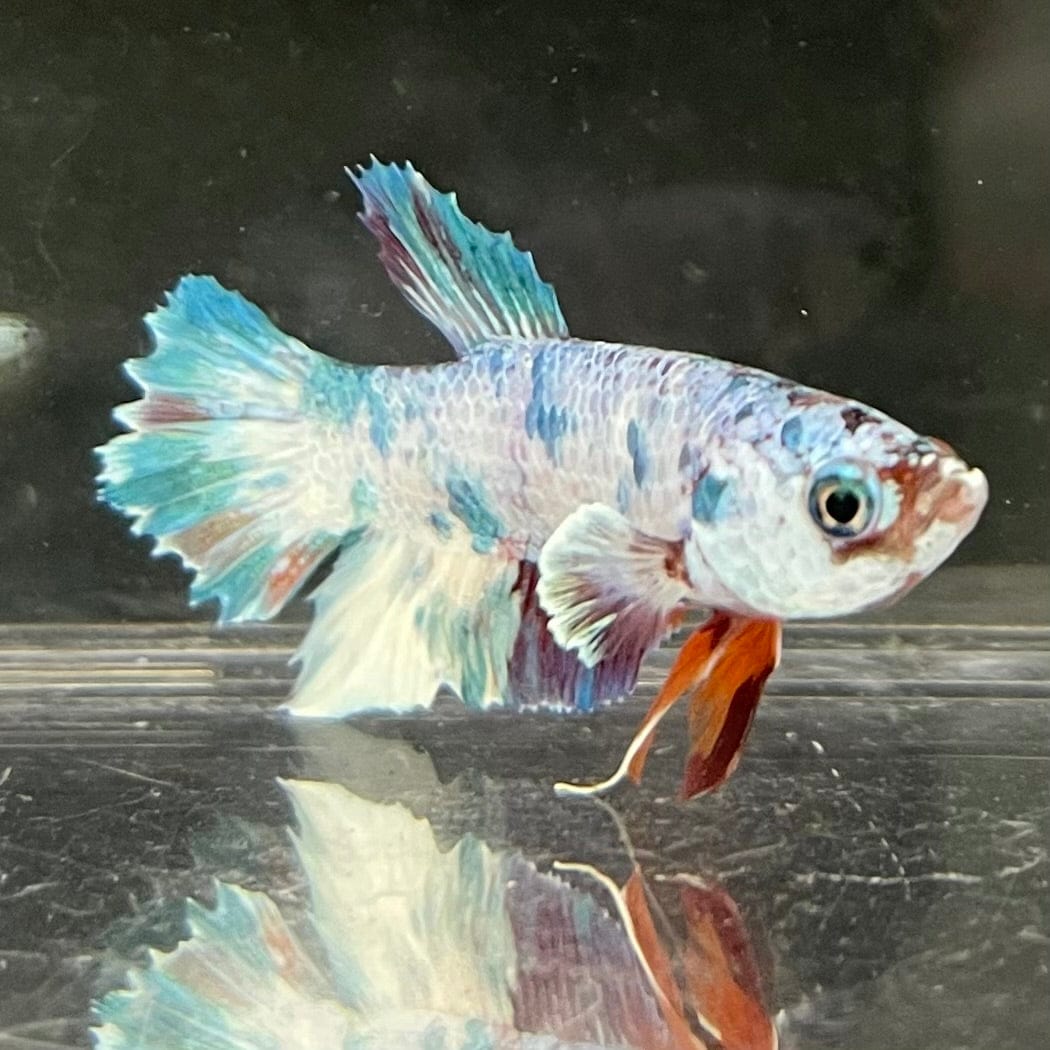 the-fish-farm Premium Male Betta Nemo White Fancy Plakat Betta Male - One Only - 7 Buy this Nemo White Plakat Male Betta - One Only in Australia