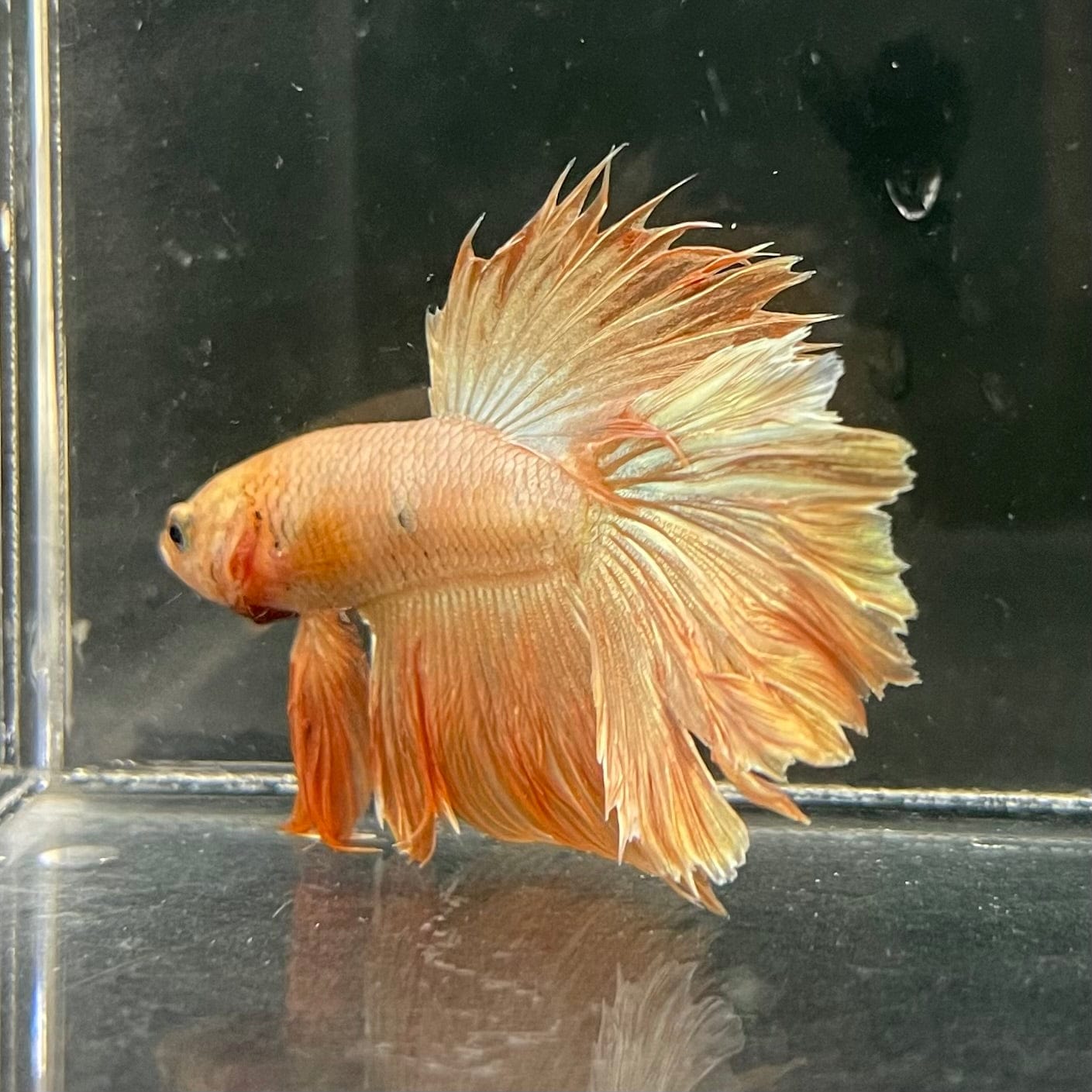 the-fish-farm Premium Male Betta Orange Dragon Premium Male Betta - One Only - 1 Buy Orange Dragon Male Bettas at The Fish Farm Australia