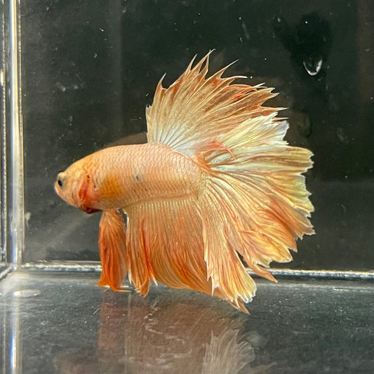 the-fish-farm Premium Male Betta Orange Dragon Premium Male Betta - One Only - 1 Buy Orange Dragon Male Bettas at The Fish Farm Australia