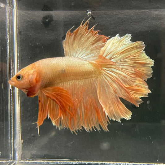 the-fish-farm Premium Male Betta Orange Dragon Premium Male Betta - One Only - 1 Buy Orange Dragon Male Bettas at The Fish Farm Australia