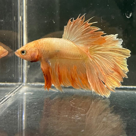 the-fish-farm Premium Male Betta Orange Dragon Premium Male Betta - One Only - 1 Buy Orange Dragon Male Bettas at The Fish Farm Australia