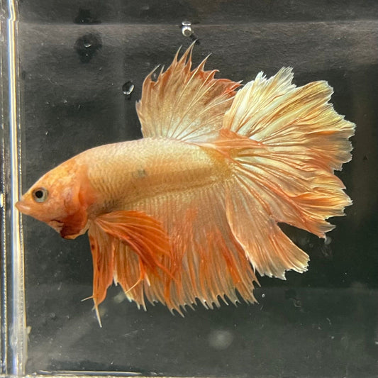 the-fish-farm Premium Male Betta Orange Dragon Premium Male Betta - One Only - 1 Buy Orange Dragon Male Bettas at The Fish Farm Australia