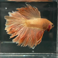 the-fish-farm Premium Male Betta Orange Dragon Premium Male Betta - One Only - 1 Buy Orange Dragon Male Bettas at The Fish Farm Australia