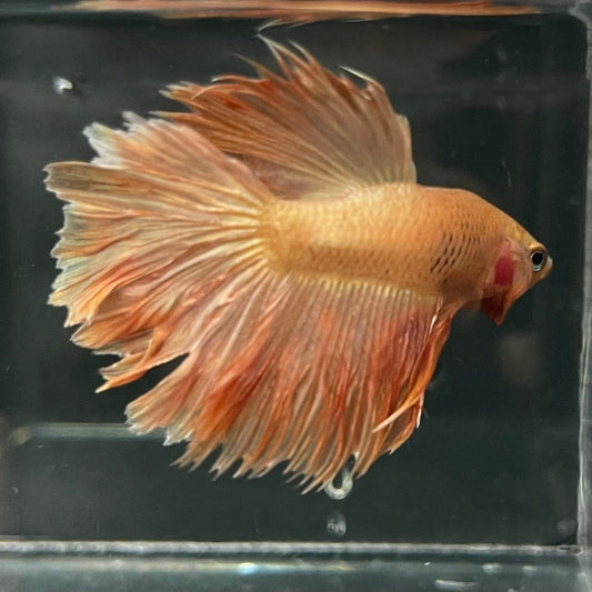 the-fish-farm Premium Male Betta Orange Dragon Premium Male Betta - One Only - 1 Buy Orange Dragon Male Bettas at The Fish Farm Australia