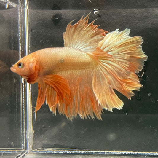 the-fish-farm Premium Male Betta Orange Dragon Premium Male Betta - One Only - 1 Buy Orange Dragon Male Bettas at The Fish Farm Australia
