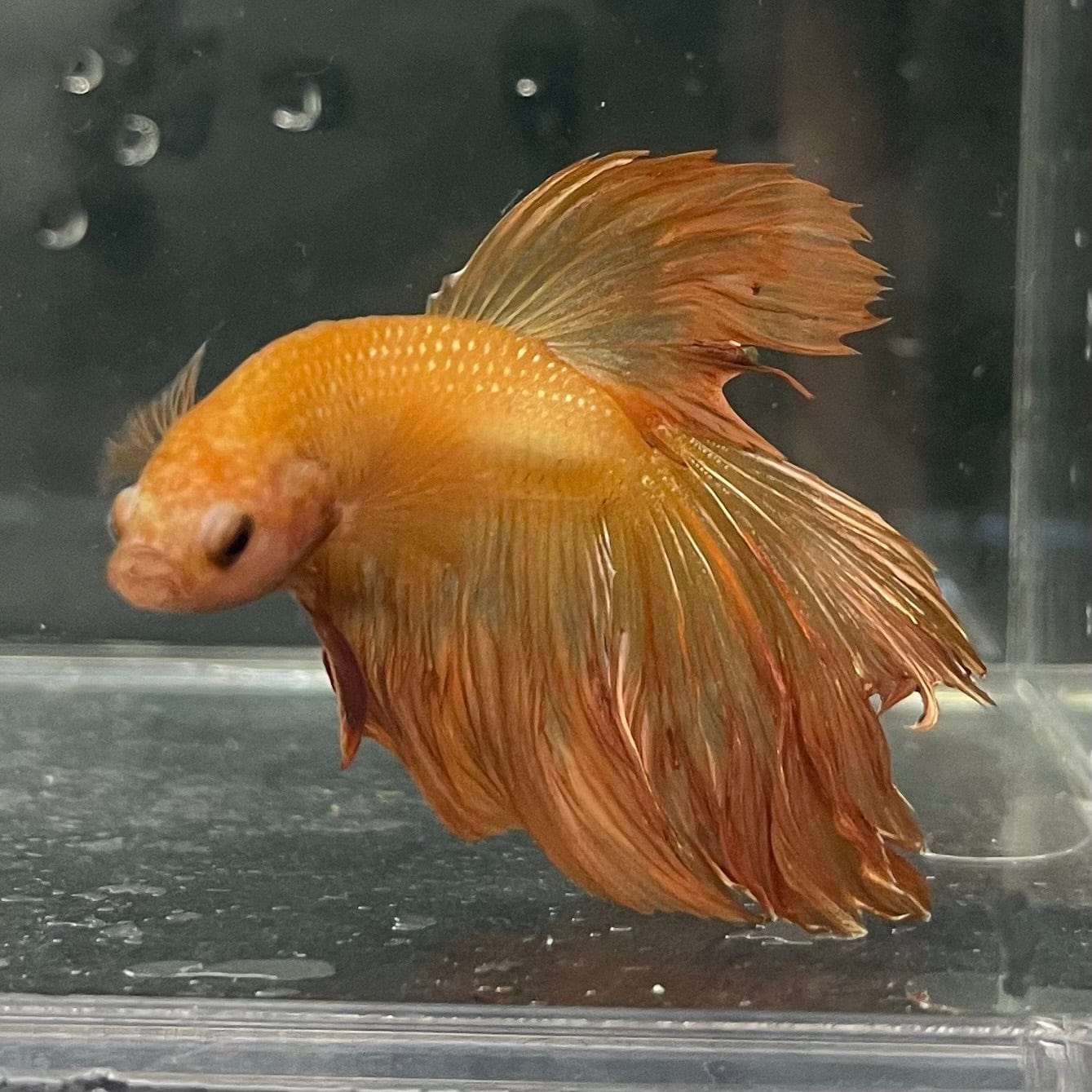 the-fish-farm Premium Male Betta Orange Dragon Premium Male Betta - One Only - 11 Buy Orange Dragon Male Bettas at The Fish Farm Australia