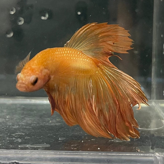 the-fish-farm Premium Male Betta Orange Dragon Premium Male Betta - One Only - 11 Buy Orange Dragon Male Bettas at The Fish Farm Australia