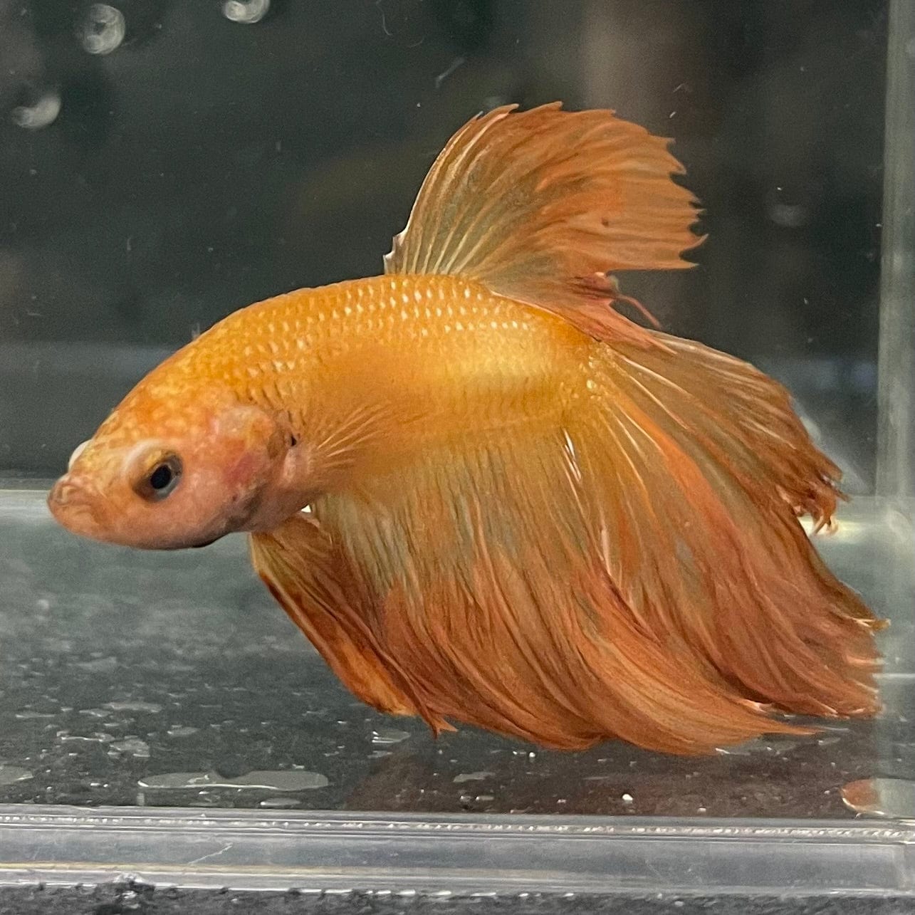 the-fish-farm Premium Male Betta Orange Dragon Premium Male Betta - One Only - 11 Buy Orange Dragon Male Bettas at The Fish Farm Australia