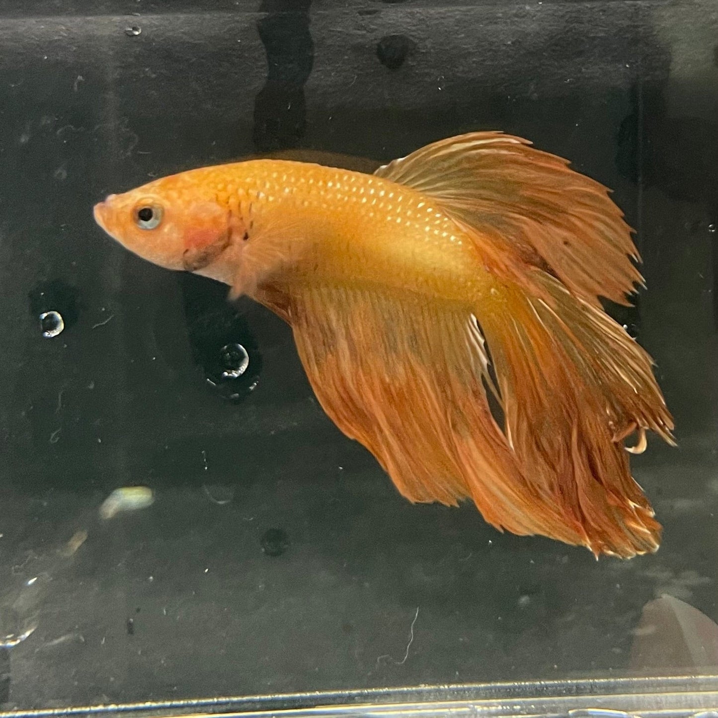 the-fish-farm Premium Male Betta Orange Dragon Premium Male Betta - One Only - 11 Buy Orange Dragon Male Bettas at The Fish Farm Australia