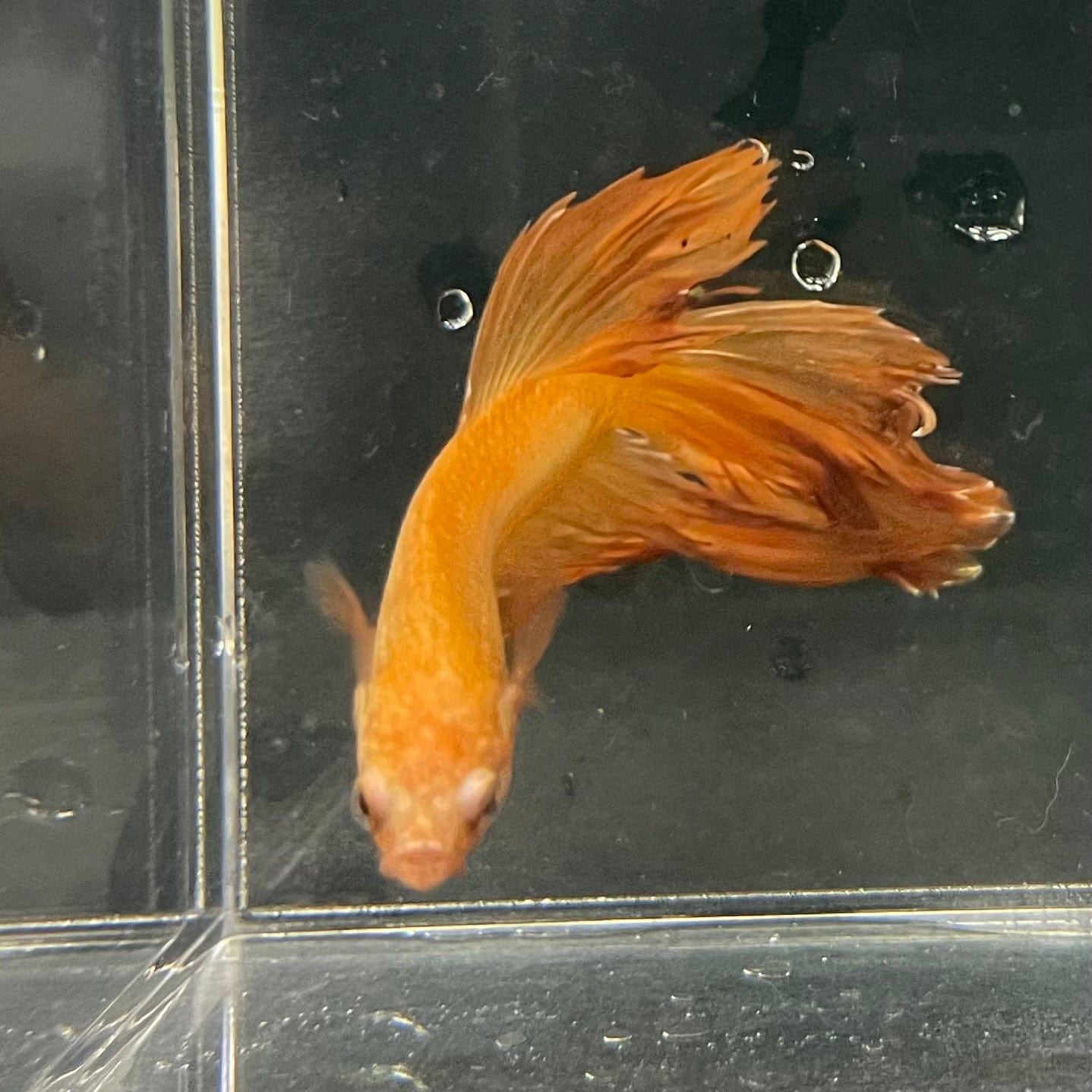 the-fish-farm Premium Male Betta Orange Dragon Premium Male Betta - One Only - 11 Buy Orange Dragon Male Bettas at The Fish Farm Australia