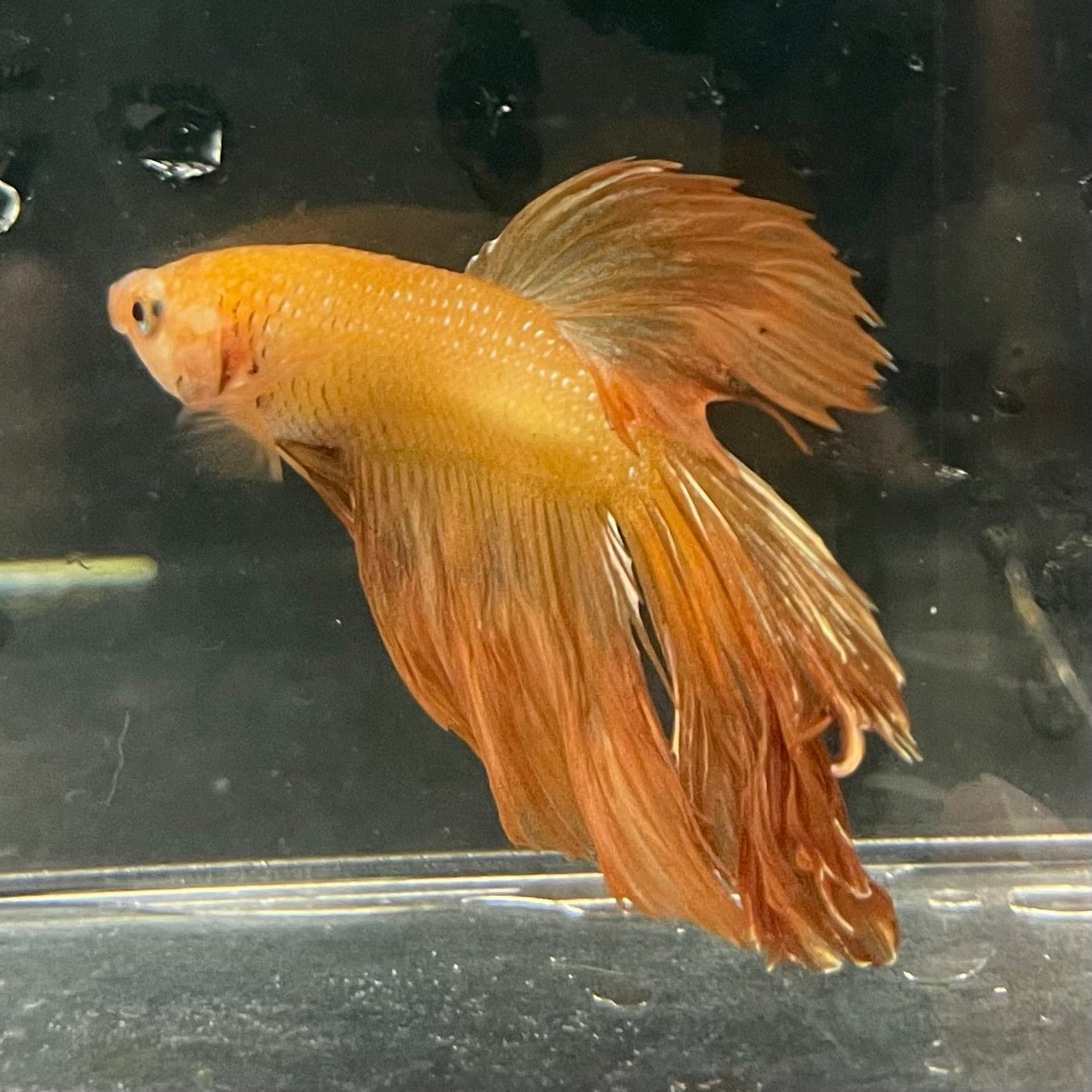 the-fish-farm Premium Male Betta Orange Dragon Premium Male Betta - One Only - 11 Buy Orange Dragon Male Bettas at The Fish Farm Australia