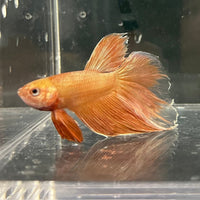 the-fish-farm Premium Male Betta Orange Dragon Premium Male Betta - One Only - 13 Buy Orange Dragon Male Bettas at The Fish Farm Australia