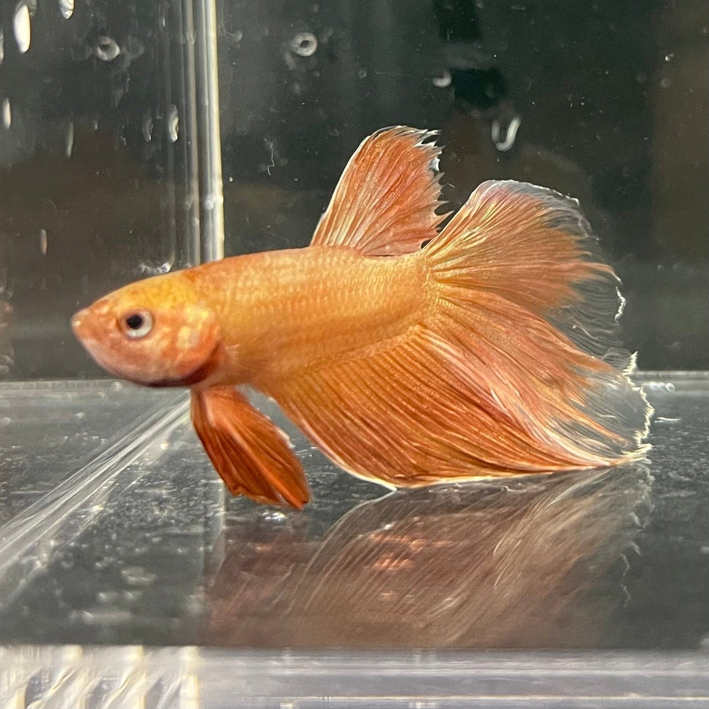 the-fish-farm Premium Male Betta Orange Dragon Premium Male Betta - One Only - 13 Buy Orange Dragon Male Bettas at The Fish Farm Australia