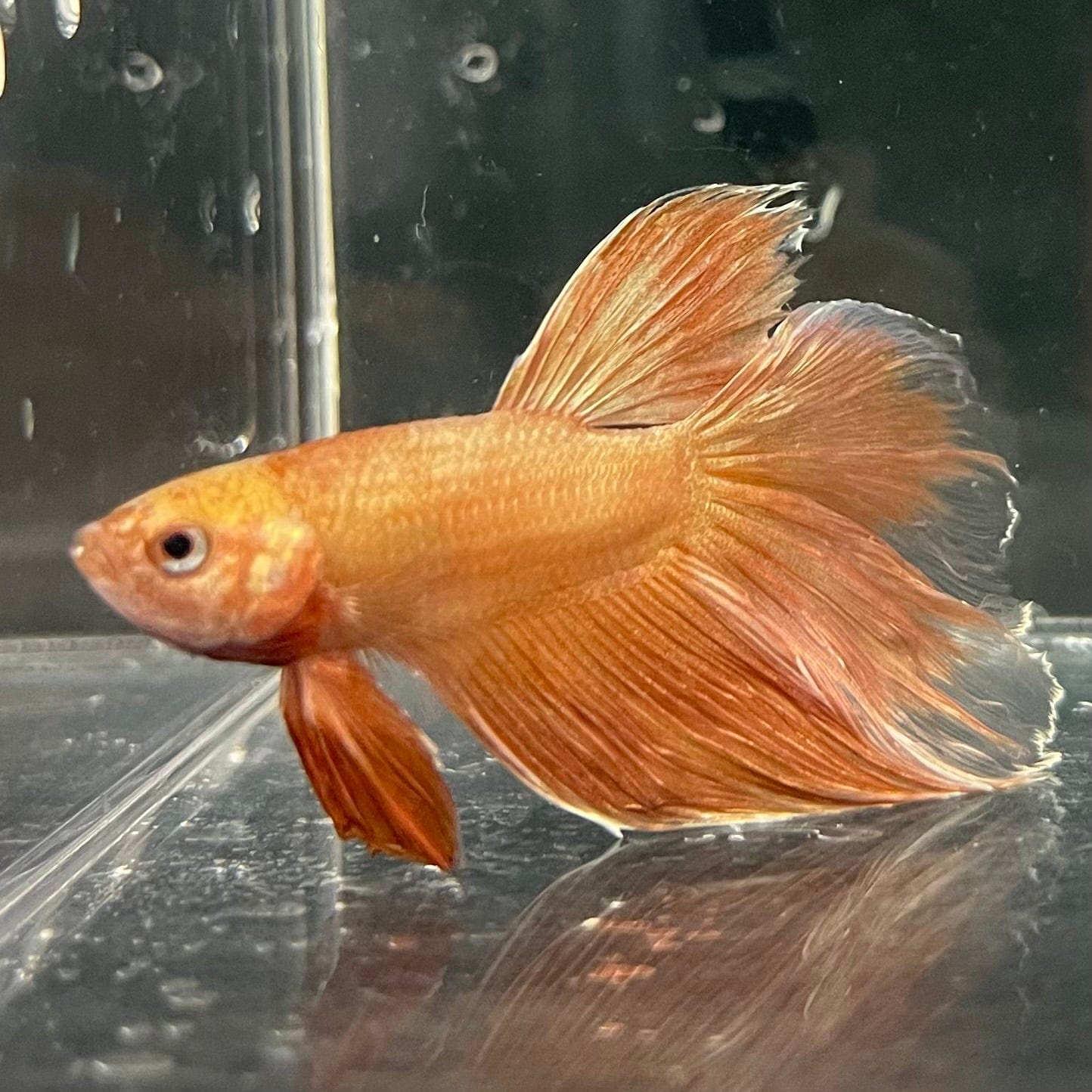 the-fish-farm Premium Male Betta Orange Dragon Premium Male Betta - One Only - 13 Buy Orange Dragon Male Bettas at The Fish Farm Australia