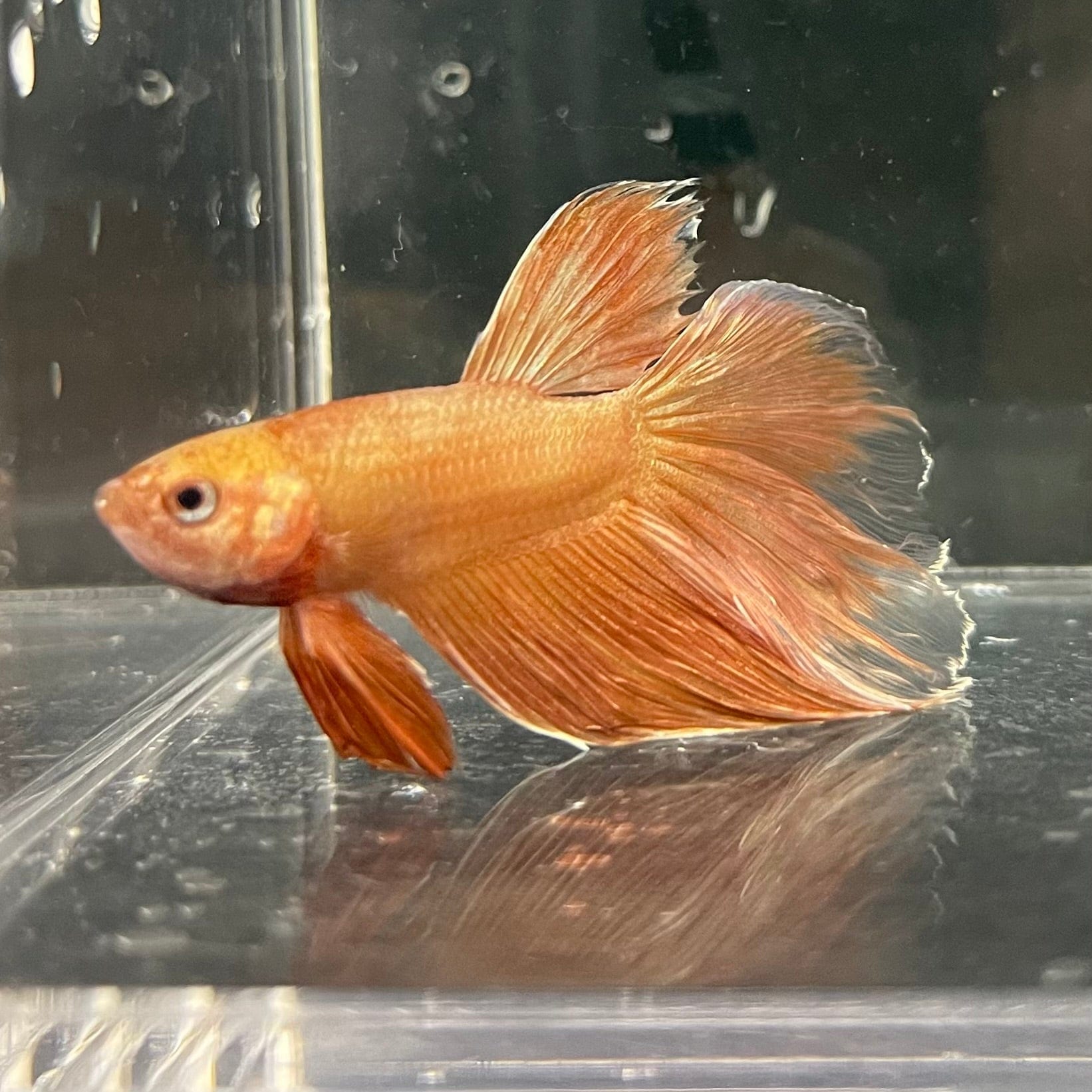 the-fish-farm Premium Male Betta Orange Dragon Premium Male Betta - One Only - 13 Buy Orange Dragon Male Bettas at The Fish Farm Australia
