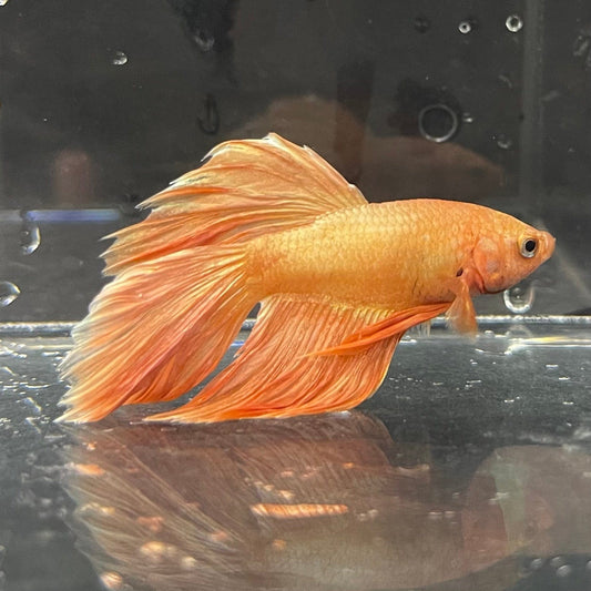 the-fish-farm Premium Male Betta Orange Dragon Premium Male Betta - One Only - 2 Buy Orange Dragon Male Bettas at The Fish Farm Australia